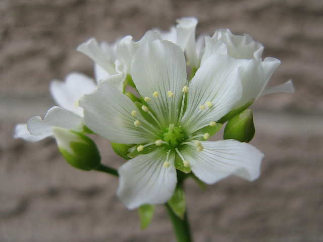Flores Vênus Flytrap Dionaea muscipula Carnívoros Insetores