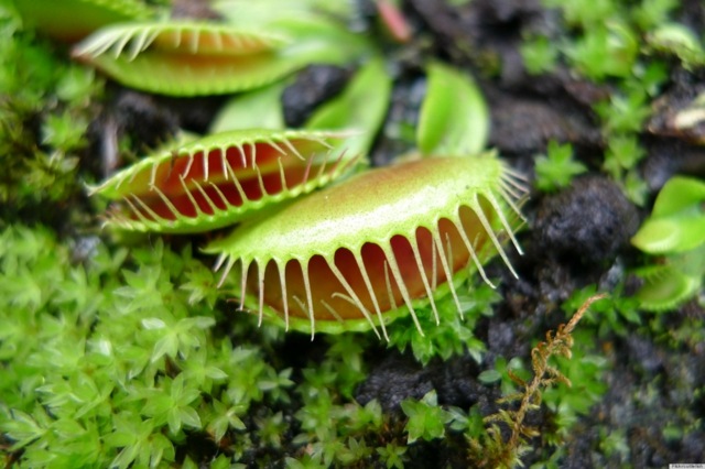 Plantas Venus Flytrap Nature EUA Flórida comum