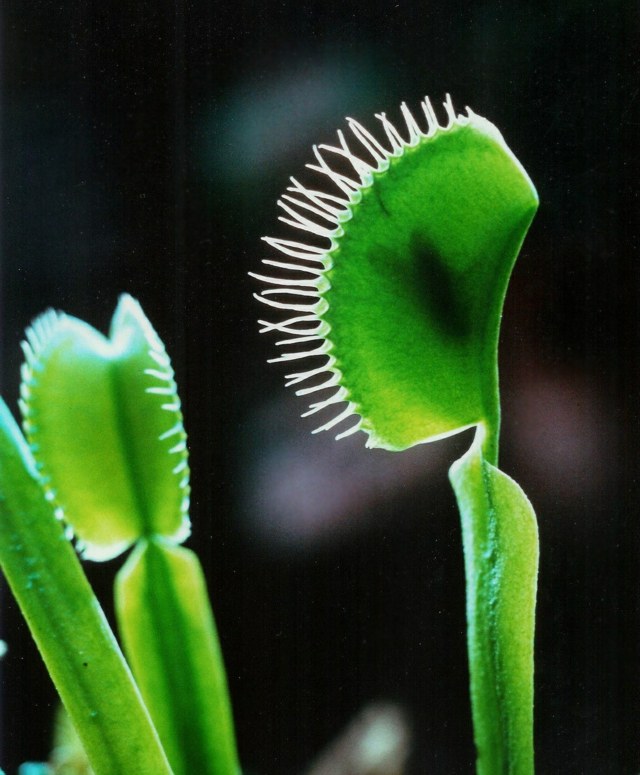 Plantas de interior exóticas mosca-vênus folhas de cor verde