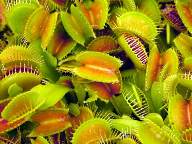 Flores venus flytrap folhas verdes exóticas época de floração