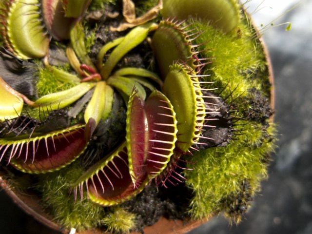 adorando plantas venus flytrap musgo sacada