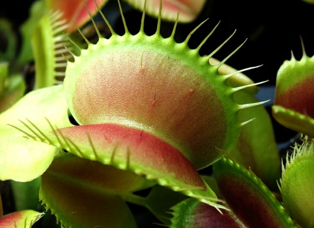 Dicas de cuidados: linda mosca-de-vênus deixa verde avermelhado
