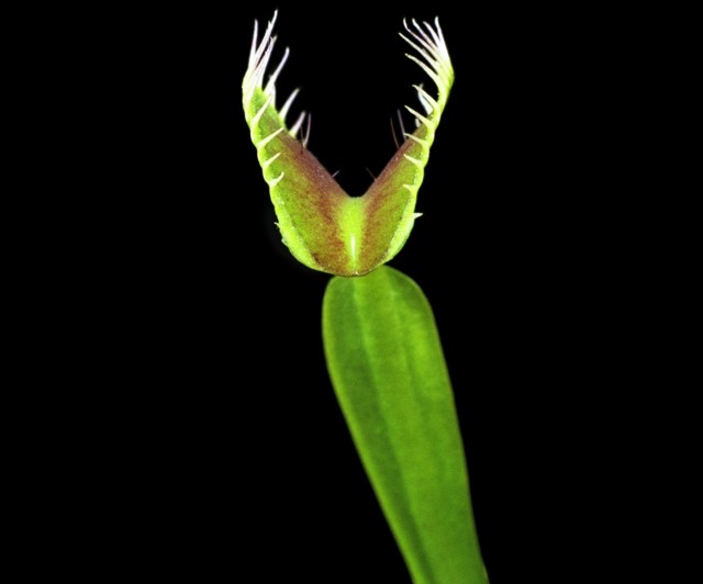 Venus Flytrap USA Florida espalha janelas de inverno sensíveis ao frio