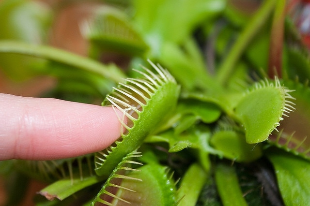 Dedo Snap Trap Plantas de interior Idéias de dicas de cuidados exóticos