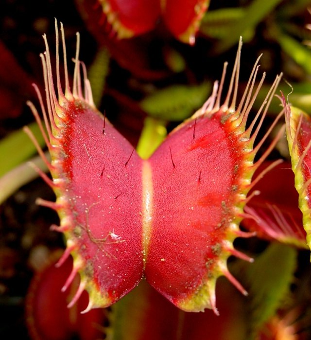 As folhas prendem as plantas carnívoras vermelhas carnívoras