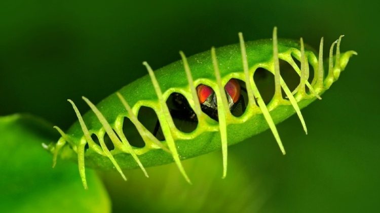 planta carnívora mosca-irrigação-localização-dicas-verde-polegar