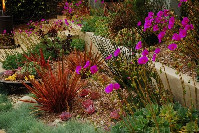 tipos de plantas de design de jardim de fácil manutenção de acordo com as necessidades de água