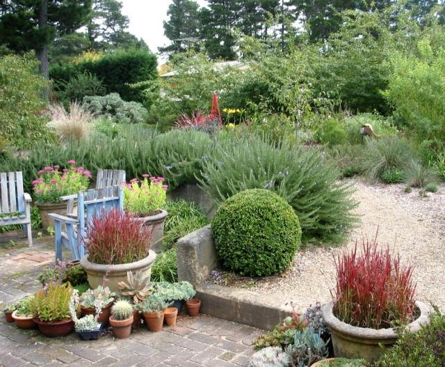 plantas de jardim fáceis de cuidar, vaso, sebes, gramíneas, arbustos