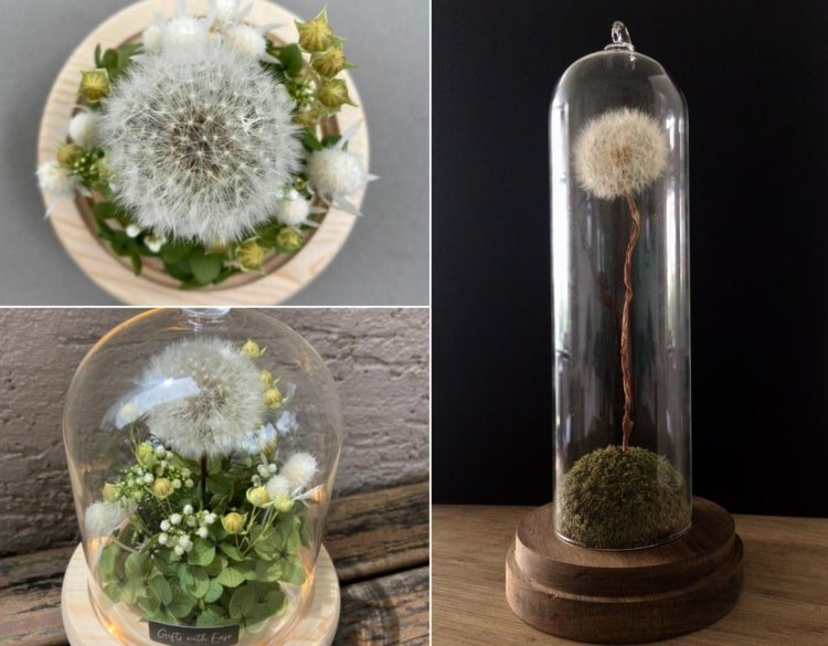 Decoração com dente-de-leão sob um sino de vidro - arranjos de flores para floristas amadores