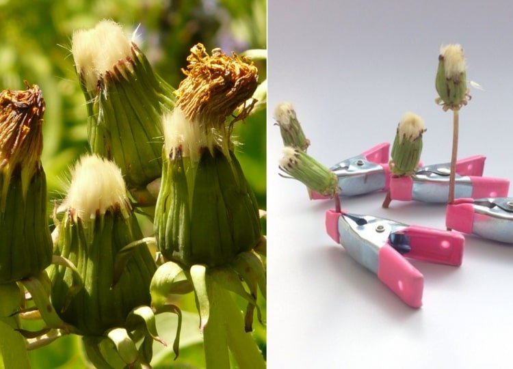 Tornando o dente-de-leão durável - colhendo flores verdes e deixando-as amadurecer