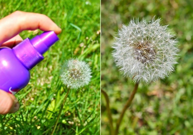 Preserve o dente-de-leão com spray de cabelo e depois escolha