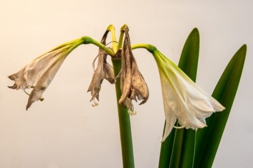 cuidado de plantas penduradas em folhas ou flores