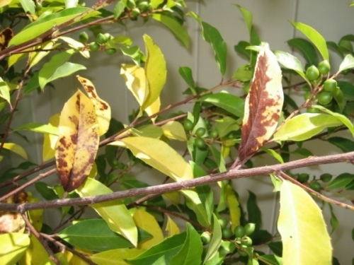 cuidado de plantas árvore folhas motivo doente