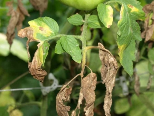 tomate doente luz deficiência de água derrame sobre a luz do sol