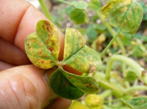 Cuidar das plantas na jardinagem não são apenas razões