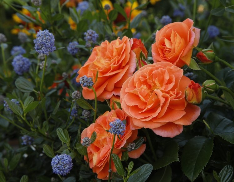 Rosas para sombra parcial com flores duplas em vermelho-alaranjado