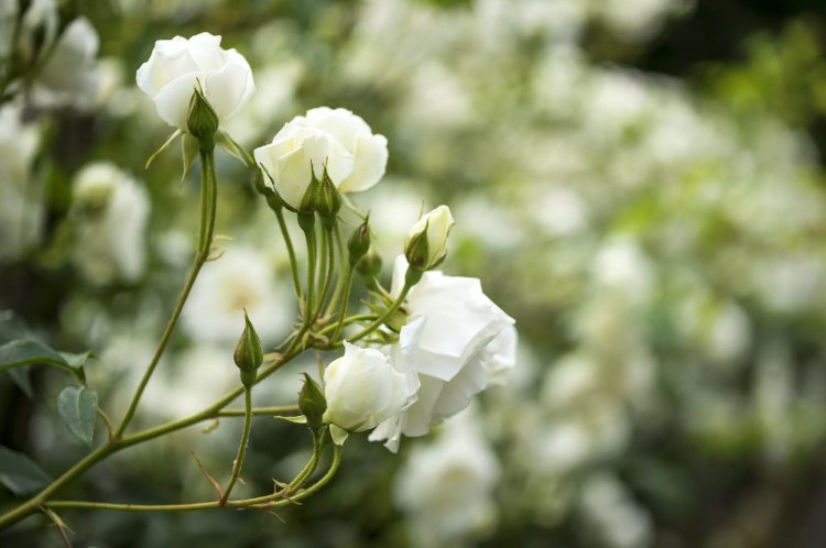 Rosas baixas para variedades de floração branca de sombra parcial