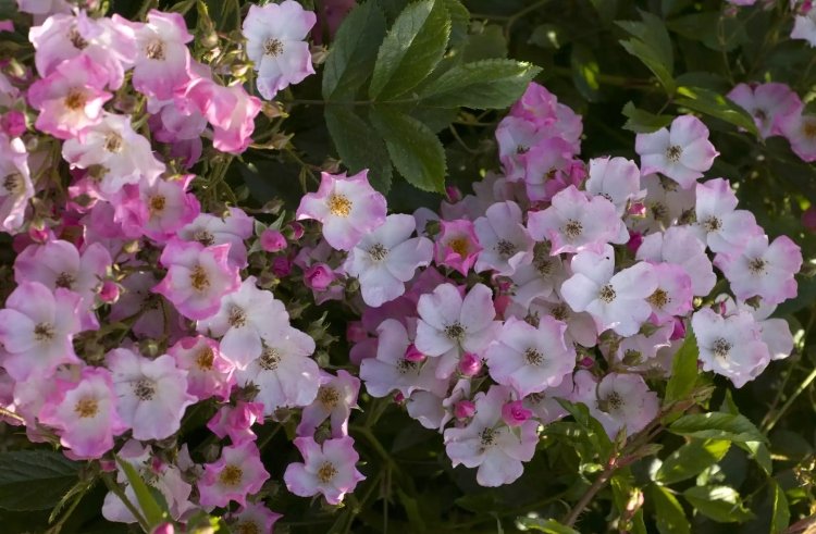 Floribunda rosa bailarina para híbridos de sombra parcial com fragrância