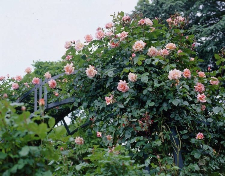 Rosas trepadeiras e rosas errantes para variedades de sombra parcial em um relance