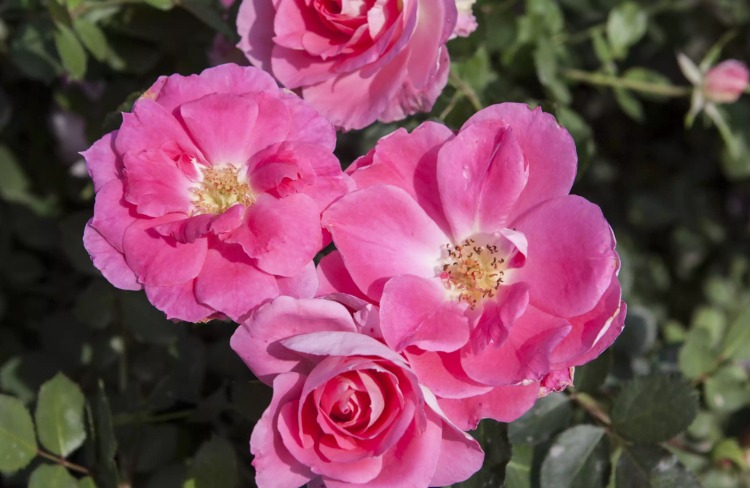 Rosas arbustivas em variedades de sombra parcial e dicas de cuidados