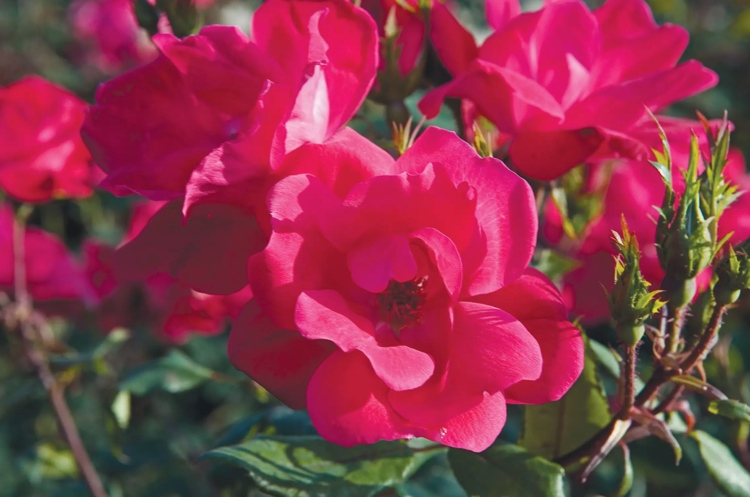 Rosas vermelhas para sombra parcial Dicas de cuidados com rosas arbustivas