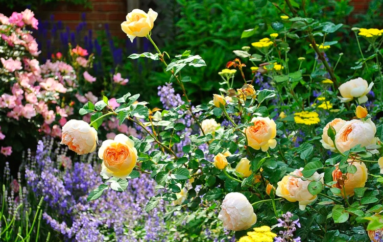 Companheiro para rosas em idéias de sombra parcial para canteiro de flores