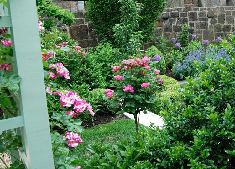 Rosas de caule alto para sombra parcial Idéias para projetos de jardins