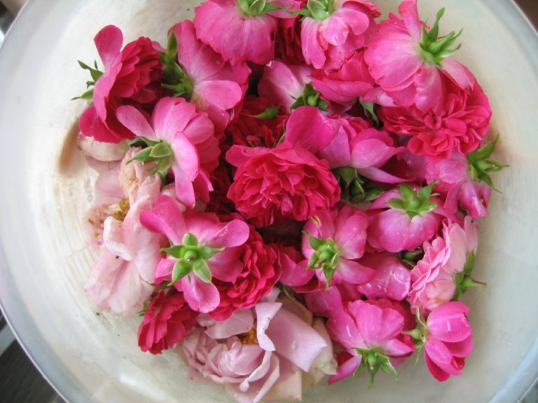 Faça você mesmo água de rosas, instruções DIY para cosméticos naturais a partir de pétalas de rosa para o rosto