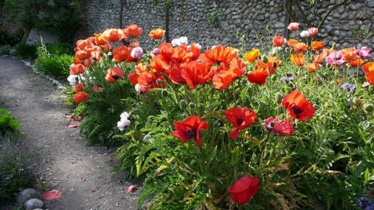 vermelho-jardim-papoula-ideia-canteiro de flores-verão-parede de pedra