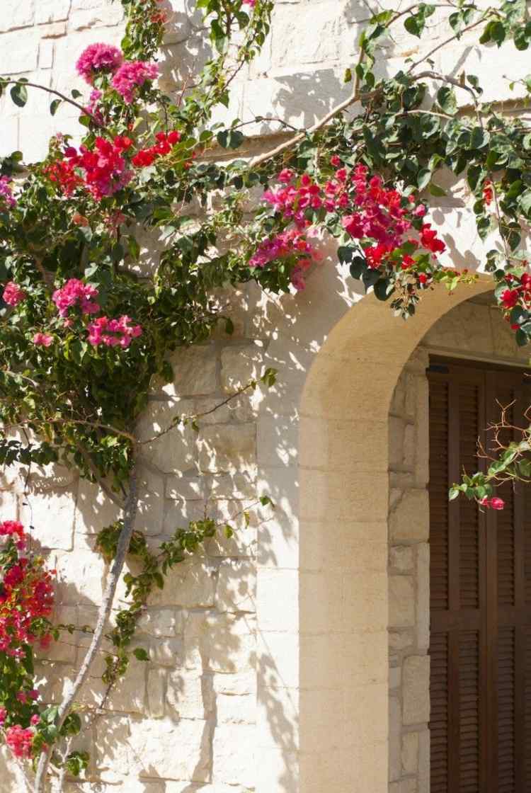 red-garden-bougainvillea-climbing-plant-wall-decoration-outdoor-idea