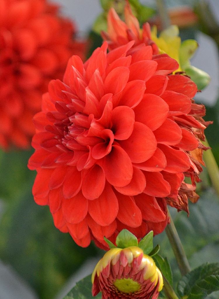 vermelho-jardim-dália-canteiro de flores-forma-acento-cor