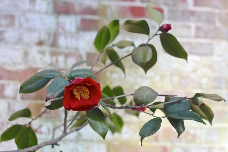 vermelho-jardim-camélia-flor-rosa-tijolo-parede-fundo de parede