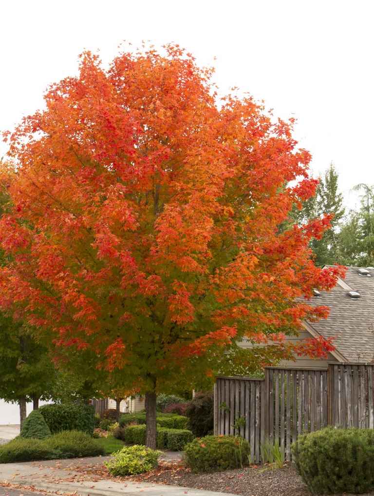 Bordo vermelho Acer rubrum no jardim da frente Dicas de cuidados para árvores de crescimento rápido Selecione um local e transplante