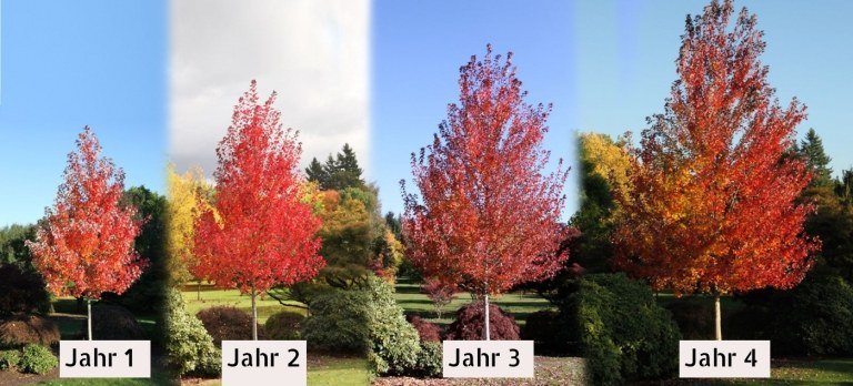 Bordo vermelho Acer rubrum árvores de crescimento rápido para privacidade e proteção solar no jardim.