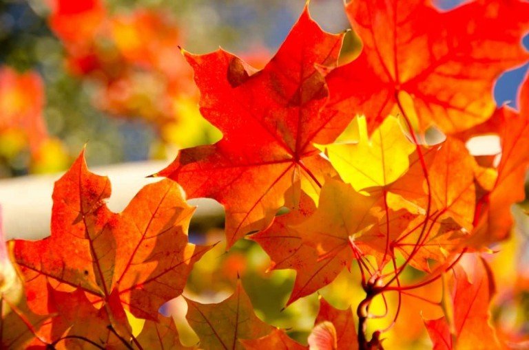 Red maple acer rubrum é uma árvore alta e ornamental para o jardim com folhas de outono coloridas