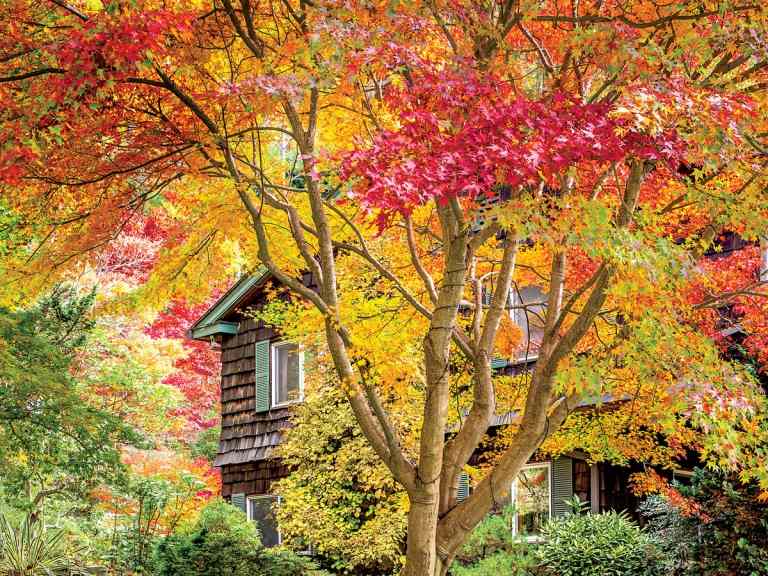 Árvore de bordo vermelho de crescimento rápido e com folhas vermelhas no outono para privacidade e proteção solar no jardim da frente ao lado da casa