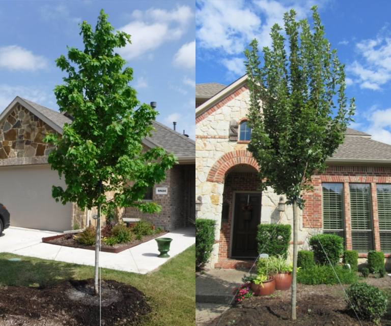 Bordo vermelho Acer rubrum suporte de localização de planta verão torna-se verde