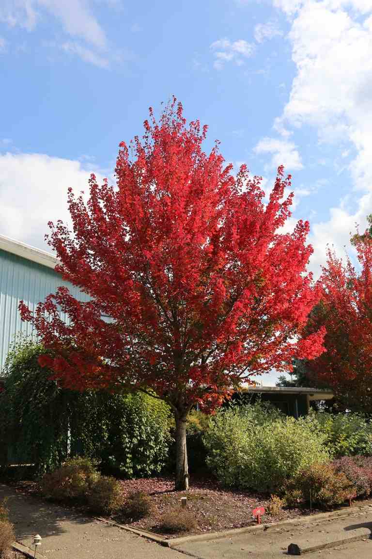 Bordo vermelho no jardim da frente ao lado de arbustos e plantas perenes nativas perenes