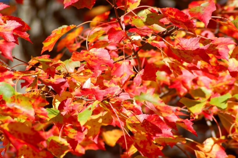 O bordo vermelho no outono é colorido por uma árvore ornamental vermelha verde para dicas de cuidados com o jardim e guia de propagação