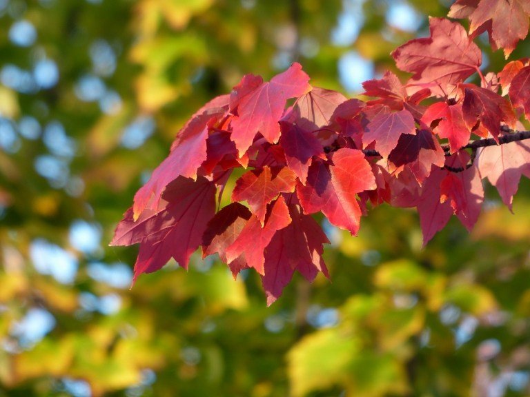 Bordo vermelho da variedade Glória de Outubro. A folhagem no outono fica vermelha