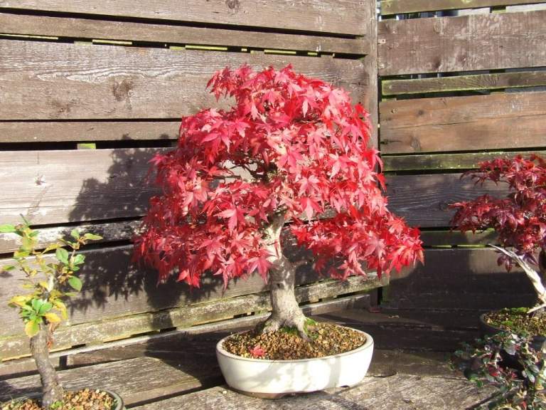 Bonsai maple red folhas plantas caseiras plantas em vasos