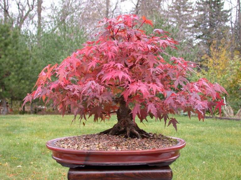 Bonsai com folhas marrom-avermelhadas Idéias para plantas de interior fáceis de cuidar