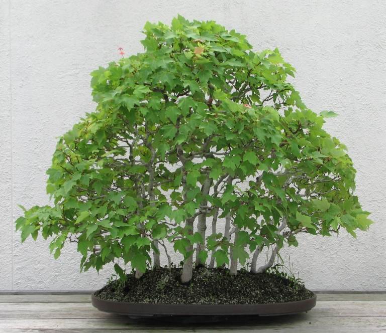 Bonsai Maple tem ideias de folhas verdes para pequenos vasos de plantas fáceis de cuidar