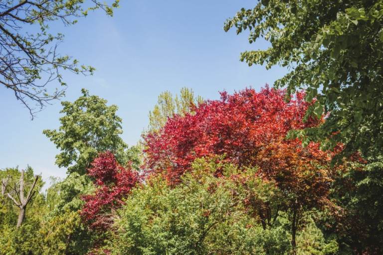Árvore de bordo vermelho Acer rubrum Árvores de crescimento rápido para jardins ensolarados Coroa colorida em vermelho Sombra para terraço