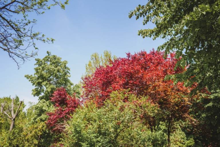 Árvore de bordo vermelho Acer rubrum Árvores de crescimento rápido para jardins ensolarados Coroa colorida em vermelho Sombra para terraço