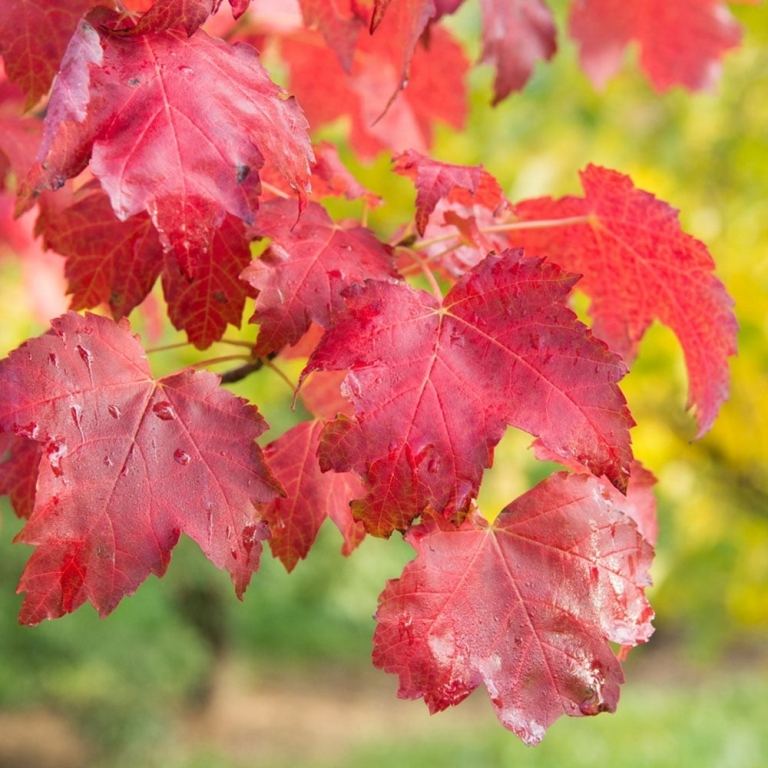 Plantar folhas de árvore de bordo vermelho Acer rubrum no outono em árvore ornamental de cor vermelha no jardim
