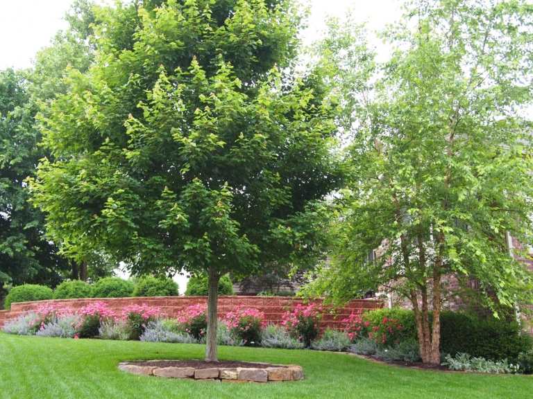 Bordo vermelho Acer rubrum fica verde no jardim. Proteção solar com uma árvore de crescimento rápido no meio do jardim.