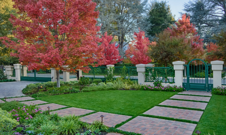 Bordo vermelho Acer rubrum Jardim com gramado e cobertura do solo na borda do gramado e caminho do jardim com pedras de pavimentação