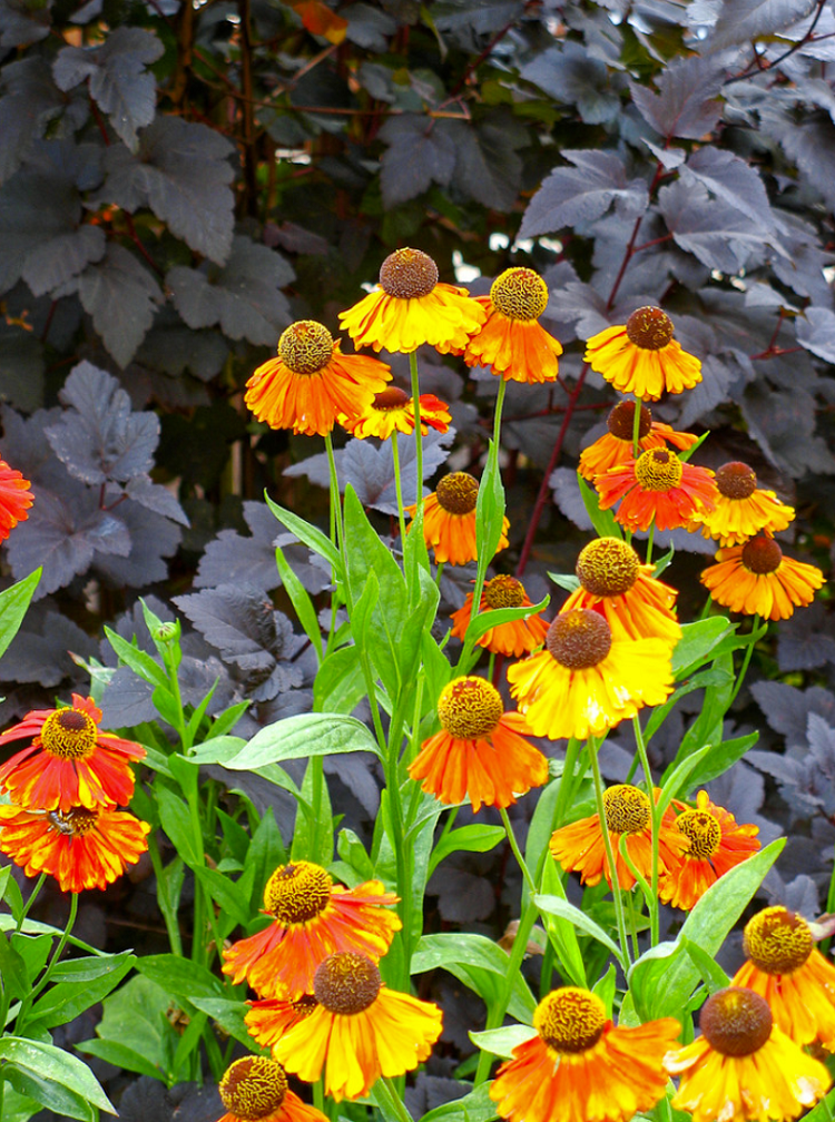 lindas combinações de cores paleta de cores de jardim contraste violeta amarelo ardente