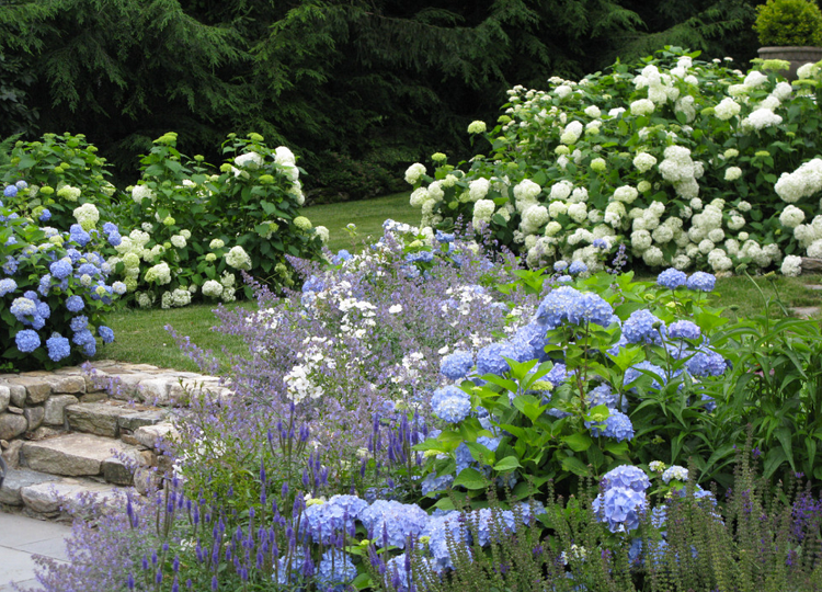 belas combinações de cores paleta de cores jardim hortênsias azul branco